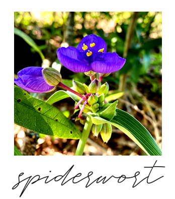 April Plant Of The Month Spiderwort,Sage Plant Tattoo