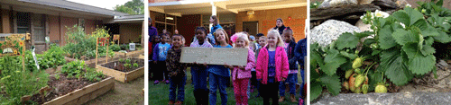 Three photos show a school garden, group of students, and close-up of strawberry plant