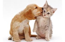 Puppy and Kitten