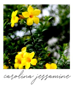 Carolina jessamine blossoms