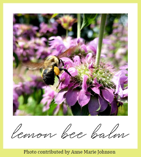 Lemon bee balm