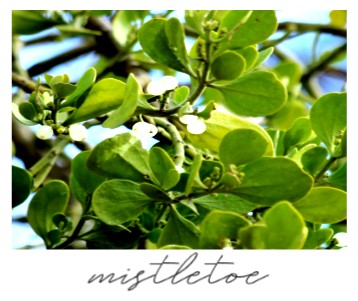 Mistletoe is December's "plant of the month" Mistletoe is December's "plant of the month"