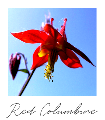 Red columbine flower