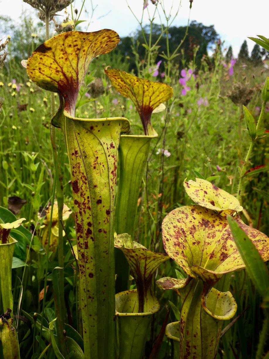 Pitcher plants in a bog garden