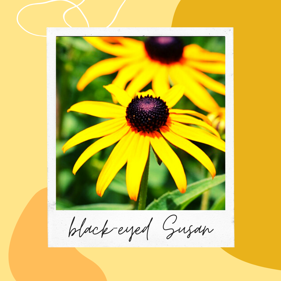 Black-eyed Susan