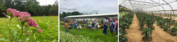 Pollinator habitat, cover crops, and high tunnels