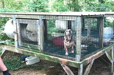 unacceptable-animal-shelter-2.jpg