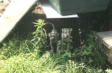 unacceptable-animal-shelter-4.jpg