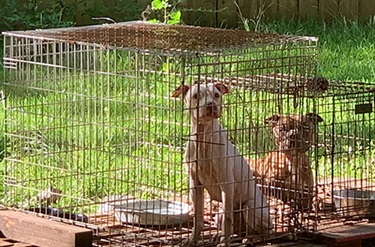 unacceptable-animal-shelter-7.jpg