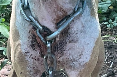 unacceptable-animal-tether-1.jpg